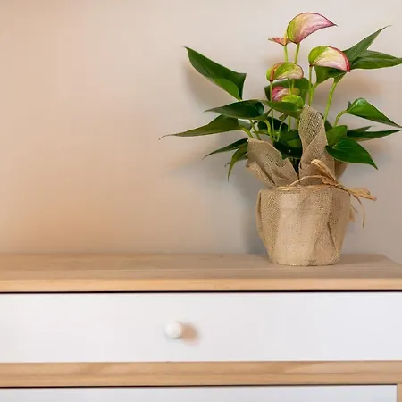 Stella Affittacamere Lucca